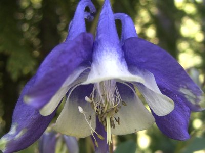 Aquileria