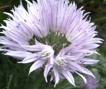 Allium