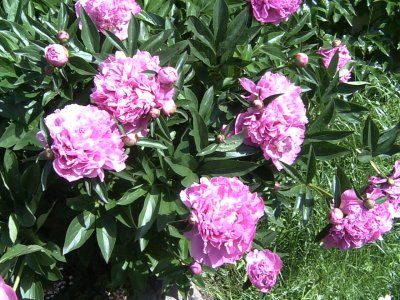 Paeonia