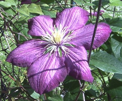 Clematis