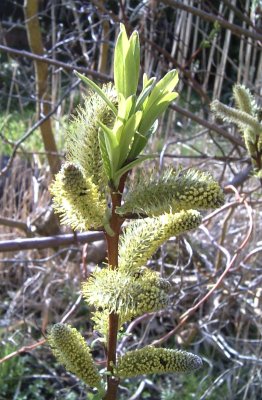 Salix sachalinensis