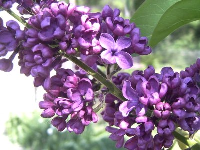 Syringa vulgaris