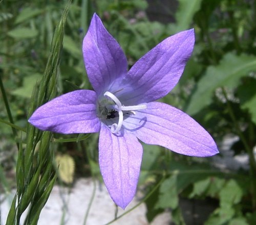 Campanula patula