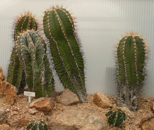 Kaktusy A. omatum