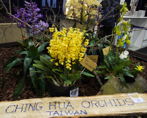 Orchideje z Taiwanu