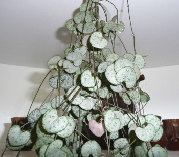 Ceropegia woodii