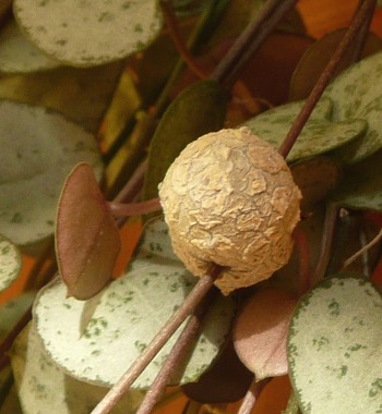 Detail hlízky