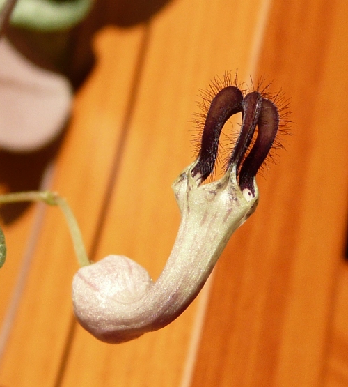 Ceropegia woodii - květ