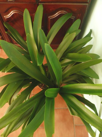 Clivia miniata