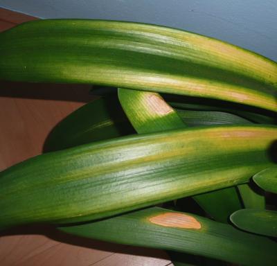 Clivia miniata - spálený list