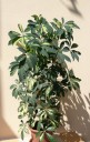 Schefflera arboricola