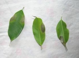 Ficus benjamina - skrvnité listy