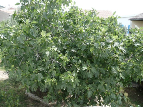 Ficus carica - strom