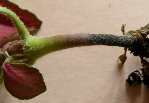 Fittonia verschafeltii - hniloba na stonku