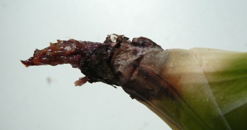 Gasteria maculata - hniloba