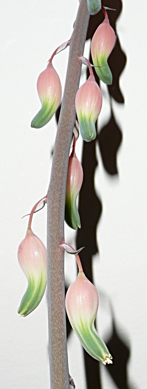 Gasteria maculata - květ
