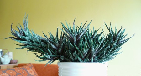 Haworthia attenuata