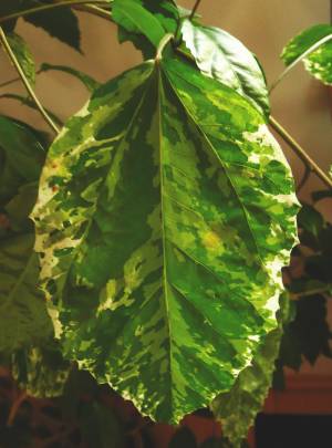 Hibicus rosa-sinensis - panašovaný list