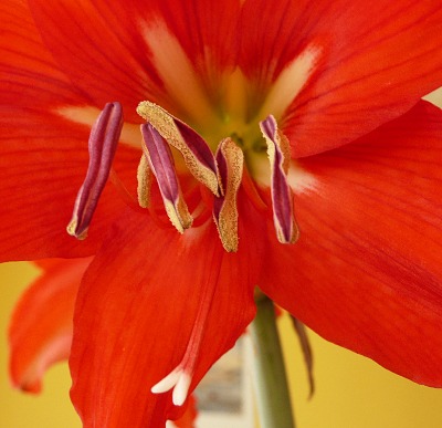 Hippeastrum - detail květu