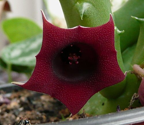 Huernia schneideriana - detail květu