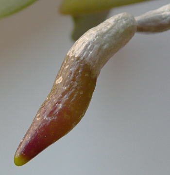 Phalaenopis - kořen