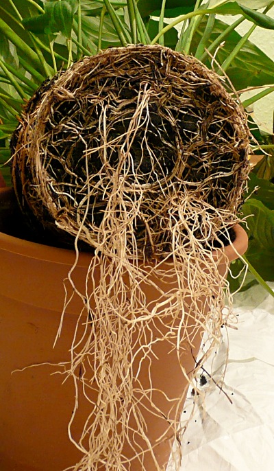 Spathiphyllum - kořeny