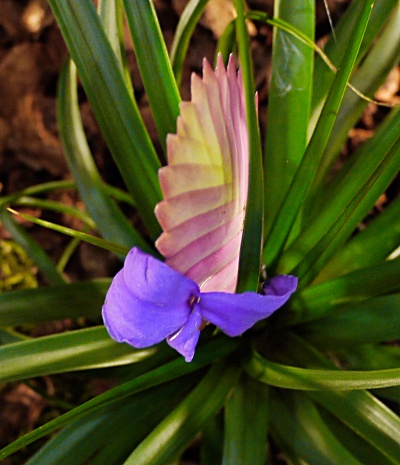 Tillandsia cyanea - květ