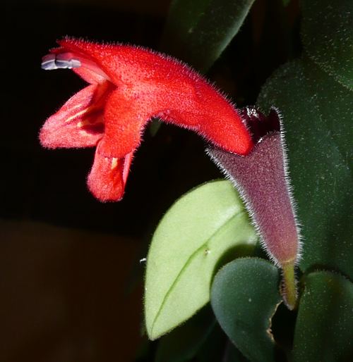 Aeschynanthus radicans - květ