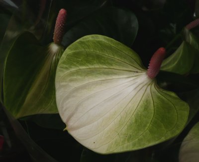 Anthurium - bílý květ