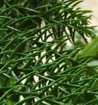 Araucaria heterophylla - detail jehličí